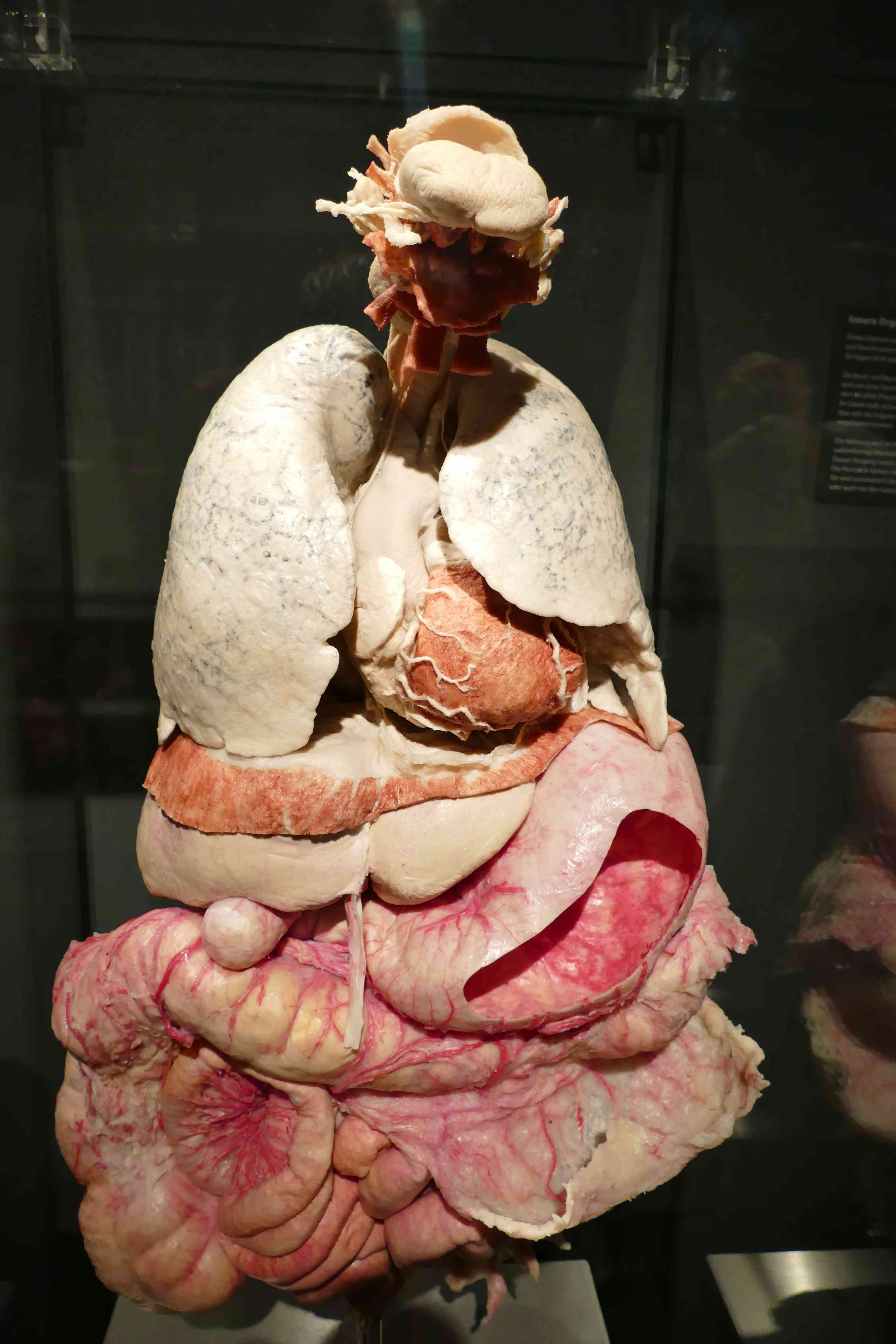 KÖRPERWELTEN Museum