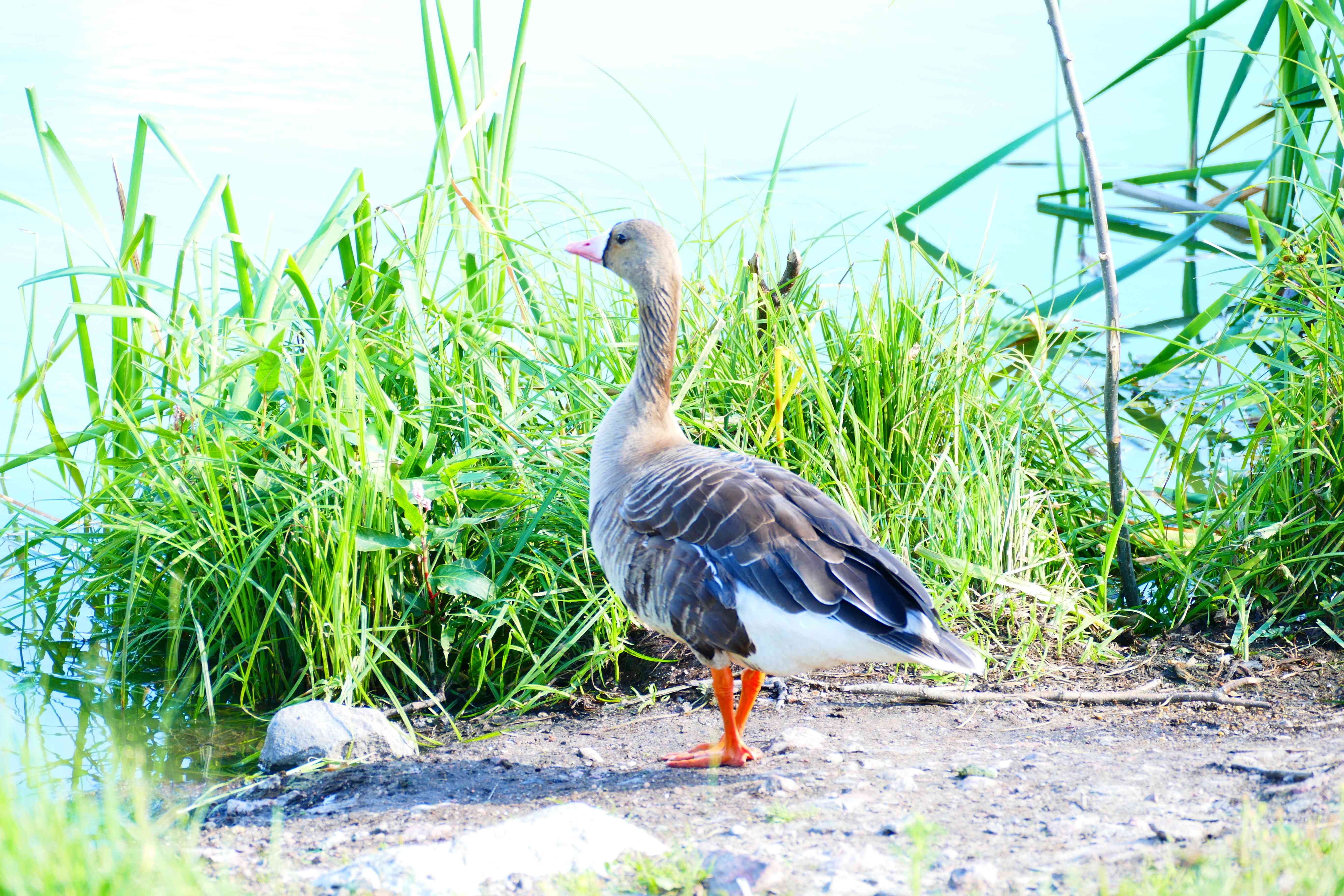 Vogelschutzgebiet bei Salo Gans