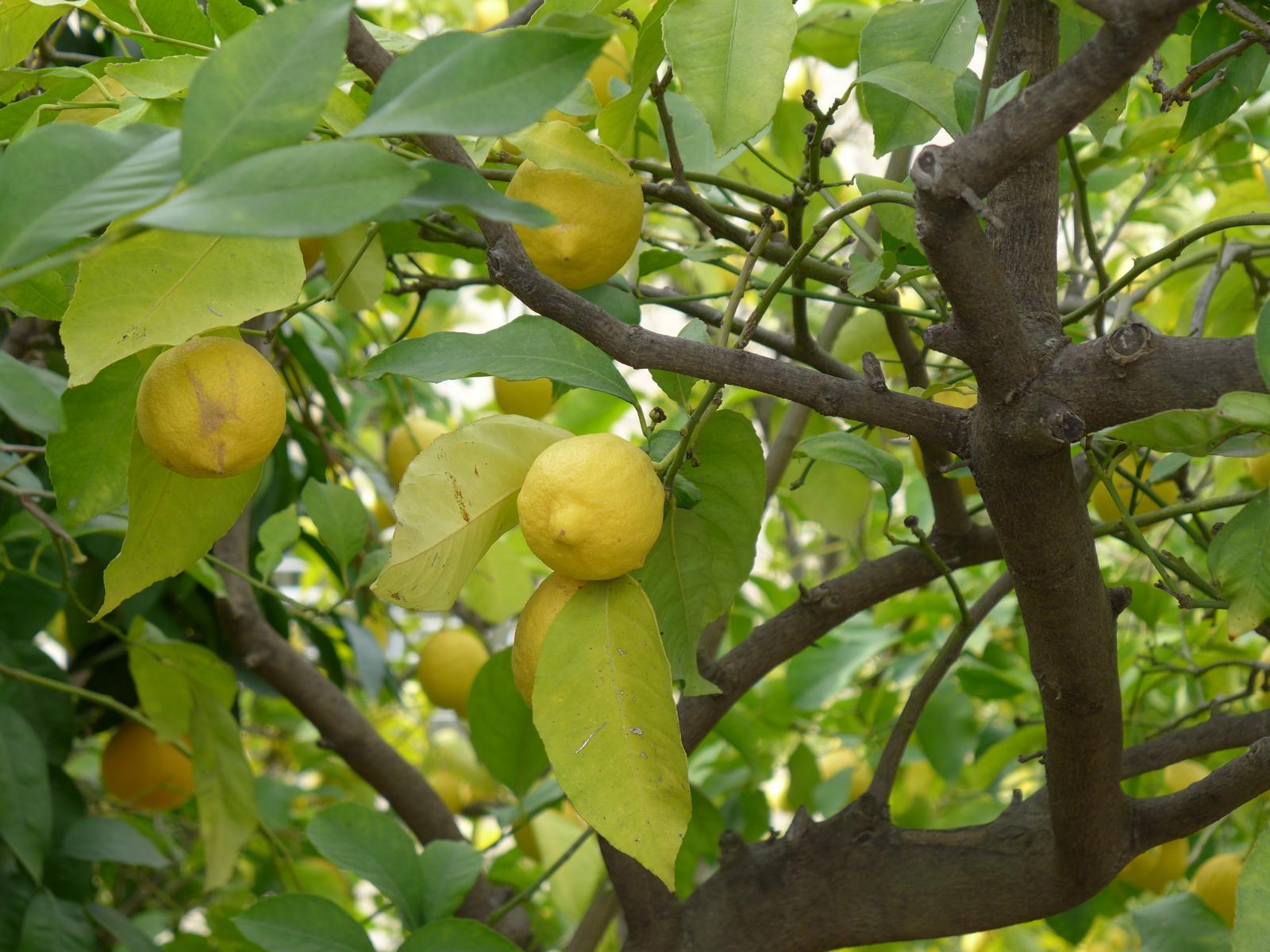 Wohngarten