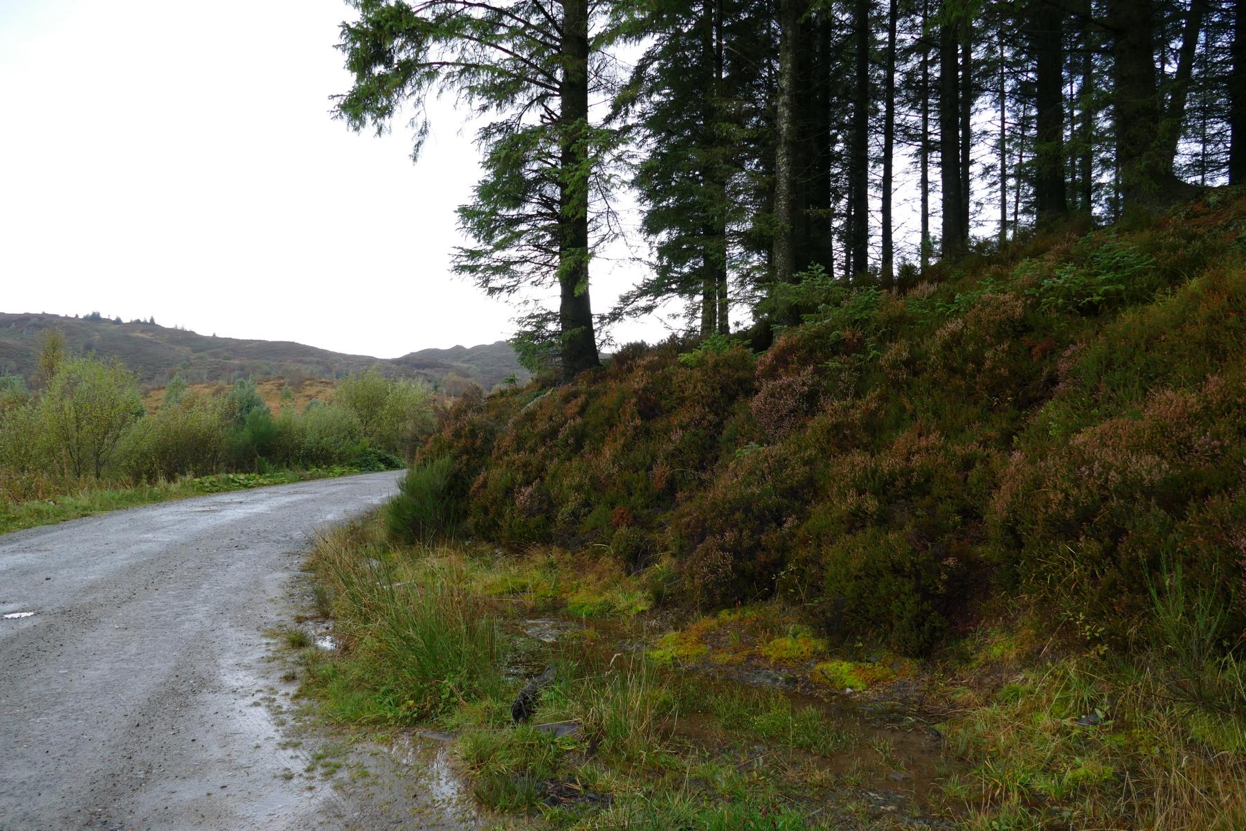 Trossachs Trail  ;  Three Loch Forest Drive